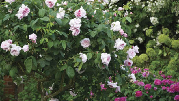 ‘Souvenir de la Malmaison’ is a Bourbon rose created in 1843 by Lyon-based rose breeder, Jean Beluze.
